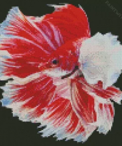 White And Red Betta Fish Diamond Painting