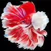 White And Red Betta Fish Diamond Painting