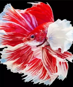 White And Red Betta Fish Diamond Painting