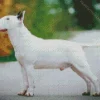 White Bull Terrier Dog Diamond Painting