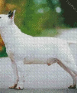 White Bull Terrier Dog Diamond Painting