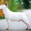White Bull Terrier Dog Diamond Painting