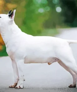 White Bull Terrier Dog Diamond Painting