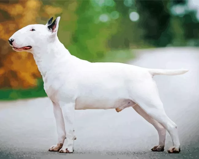 white bull terrier dog Diamond Paintings White Bull Terrier Dog Diamond Painting