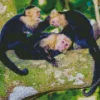 White Faced Capuchin Monkey Family Diamond Painting