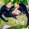 White Faced Capuchin Monkey Family Diamond Painting