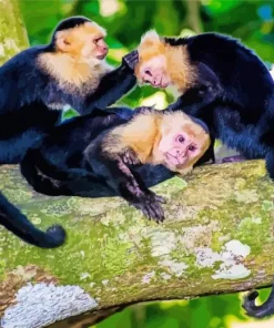 White Faced Capuchin Monkey Family Diamond Painting