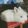 White Fluffy Angora Rabbit Diamond Painting