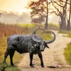 Wild Water Buffalo Diamond Painting