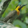 Yellow Campo Flicker Bird Diamond Painting