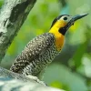 Yellow Campo Flicker Bird Diamond Painting