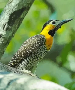 Yellow Campo Flicker Bird Diamond Painting