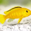 Yellow Cichlid Diamond Painting