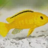 Yellow Cichlid Diamond Painting