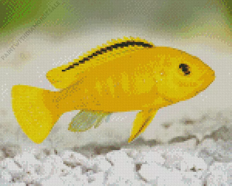 yellow Cichlid Diamond With Numbers Yellow Cichlid Diamond Painting