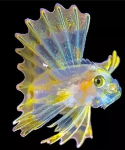 Yellow Lionfish Diamond Painting