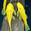 Yellow Pleco Fish Diamond Painting