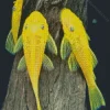 Yellow Pleco Fish Diamond Painting