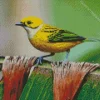 Yellow Silver Throated Tanager Diamond Painting