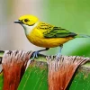 Yellow Silver Throated Tanager Diamond Painting