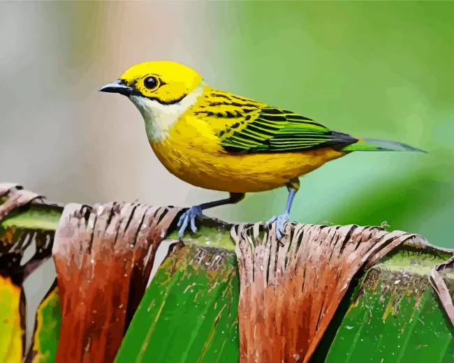 yellow Silver Throated Tanager Diamond Paintings Yellow Silver Throated Tanager Diamond Painting