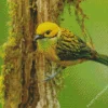 Yellow Silver Throated Tanager Bird Diamond Painting