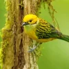 Yellow Silver Throated Tanager Bird Diamond Painting