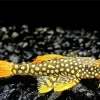 Yellow And Black Pleco Fish Diamond Painting