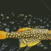Yellow And Black Pleco Fish Diamond Painting