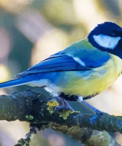 Yellow And Blue Parus Bird Diamond Painting