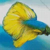 Yellow And Blue Siamese Fighting Fish Diamond Painting