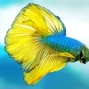 Yellow And Blue Siamese Fighting Fish Diamond Painting