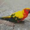 Yellow And Green Conure Bird Diamond Painting