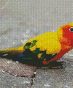 Yellow And Green Conure Bird Diamond Painting