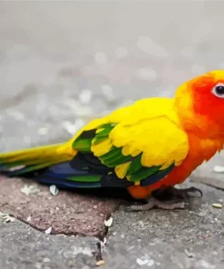 Yellow And Green Conure Bird Diamond Painting