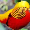 Yellow And Red Pheasant Diamond Painting