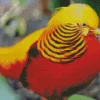 Yellow And Red Pheasant Diamond Painting