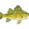 Yellow Bass Diamond Painting