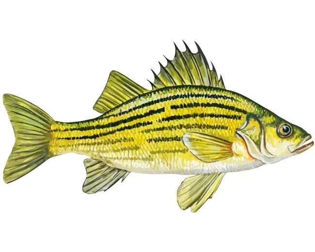 yellow bass Diamond With Numbers Yellow Bass Diamond Painting