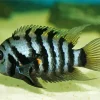 Zebra Cichlid Diamond Painting