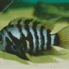 Zebra Cichlid Diamond Painting