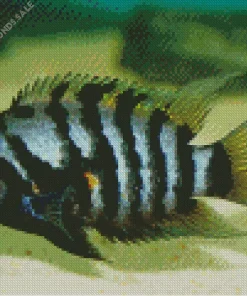 Zebra Cichlid Diamond Painting