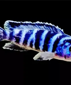 Zebra Cichlid Fish Diamond Painting