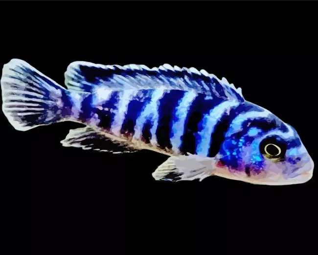 zebra Cichlid fish Diamond Paints Zebra Cichlid Fish Diamond Painting