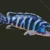 Zebra Cichlid Fish Diamond Painting