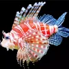 Zebra Lionfish Diamond Painting