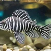 Zebra Pleco Fish Diamond Painting