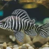 Zebra Pleco Fish Diamond Painting
