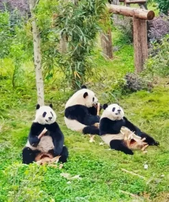 Chengdu Panda Zoo Diamond Painting