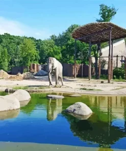 Cleveland Metroparks Zoo Diamond Painting